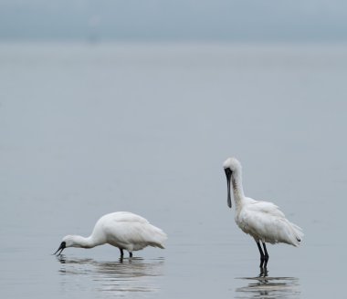 Black-faced Spoonbill in shenzhen China, This species is known a clipart