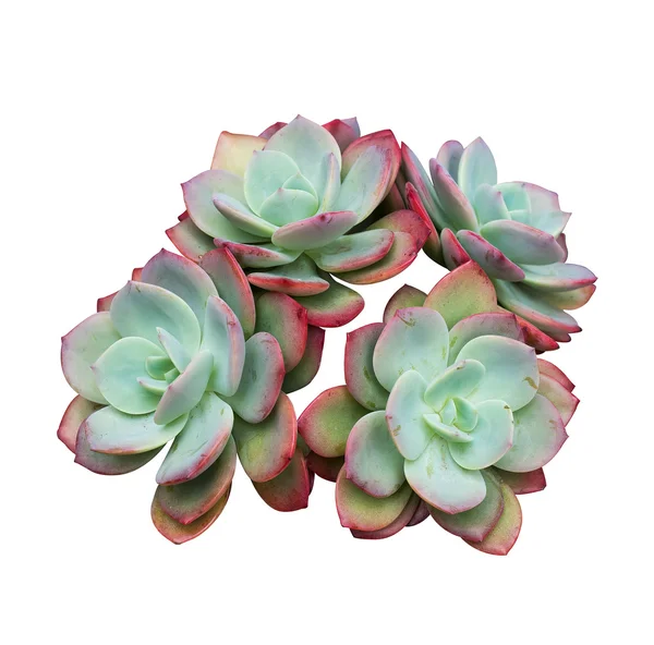 Miniature succulent plants — Stock Photo, Image