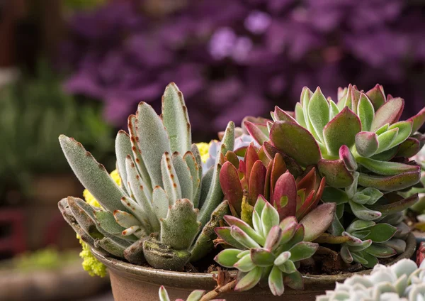 Miniature succulent plants — Stock Photo, Image