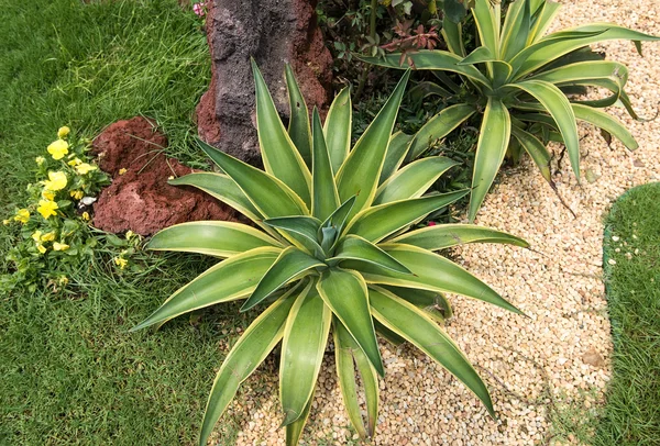 Sharp pointed agave plant leaves