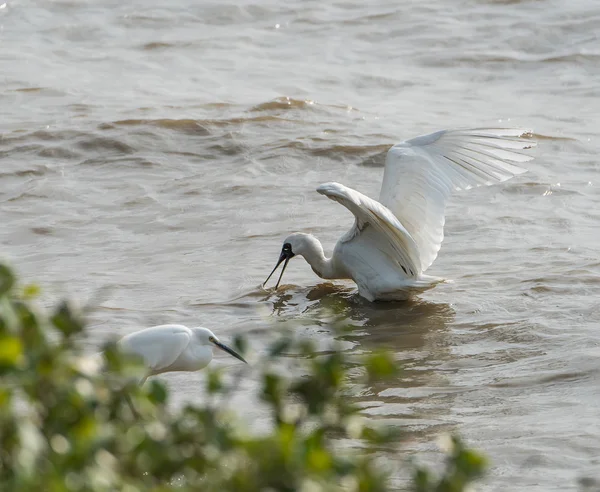 Spoonbill de cara negra en Shenzhen China, Esta especie se conoce como — Foto de Stock