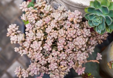  minyatür etli bitkiler