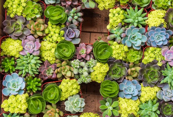 Plantas suculentas em miniatura — Fotografia de Stock