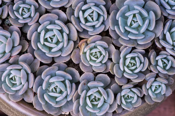 Miniatuur succulente planten — Stockfoto