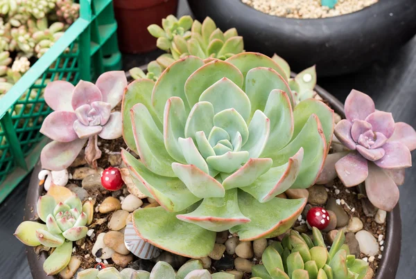 Plantas suculentas em miniatura no jardim — Fotografia de Stock