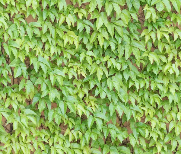 Ivy leaves isolated on a white background — Stock Photo, Image