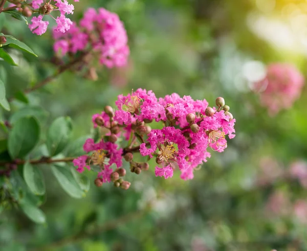 Crepe myrtle flowers — Stock Photo, Image