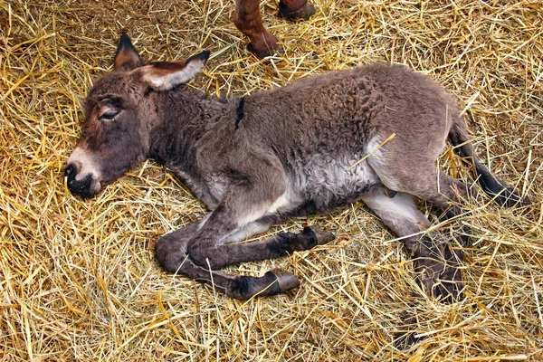 Veulen op stro — Stockfoto