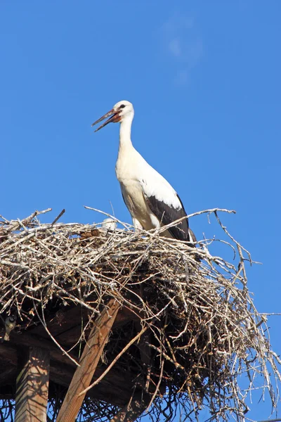 Stork in the nest — Stock Photo, Image