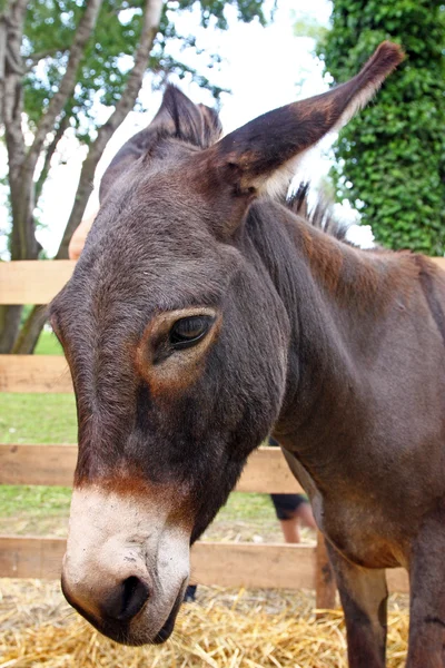 Head of a donkey — Stock Photo, Image