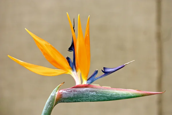 Uccello del paradiso fiore — Foto Stock