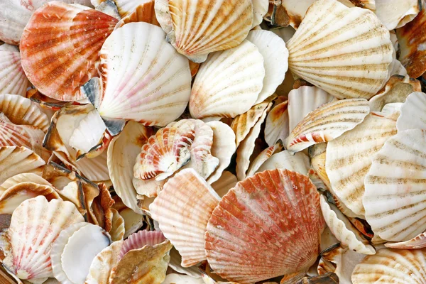 Bico de conchas — Fotografia de Stock