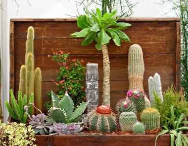 Cactus plants, decoration