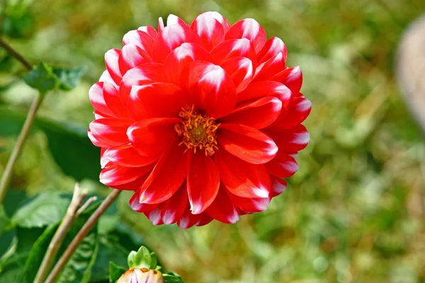 Fleur rouge de dahlia — Photo