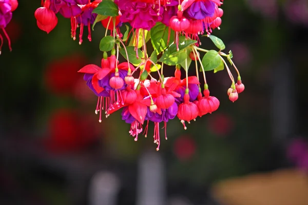 Rode bloemen van fuchsia — Stockfoto