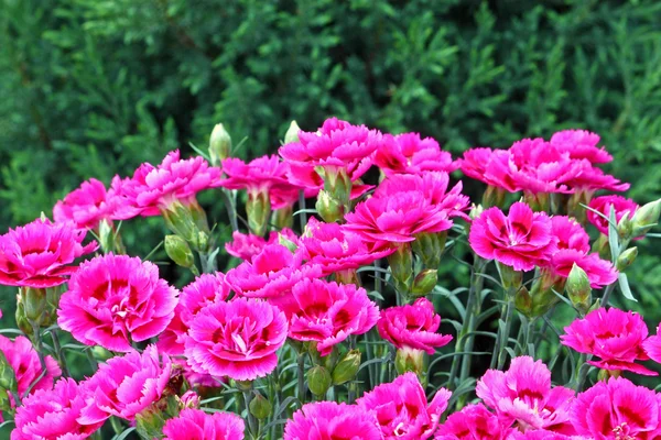 Rosa szegfű virág — Stock Fotó