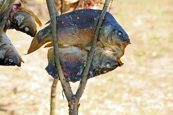 Carpa torrada, peixe — Fotografia de Stock