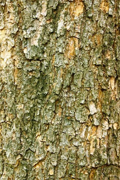 Кора дерева фону — стокове фото