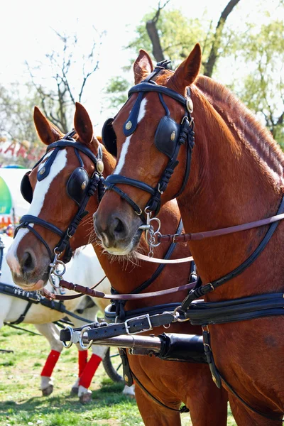Дві голови коней — стокове фото