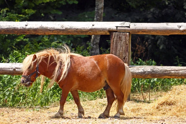 Brown little horse — Stock Photo, Image