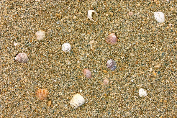 Θαλασσινά όστρακα στην άμμο — Φωτογραφία Αρχείου