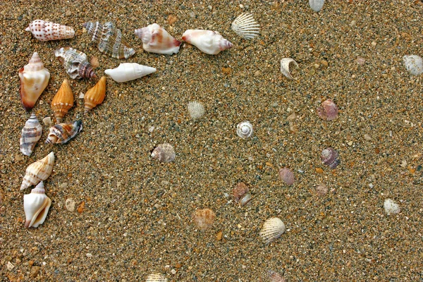 Muszle morskie na piasku — Zdjęcie stockowe