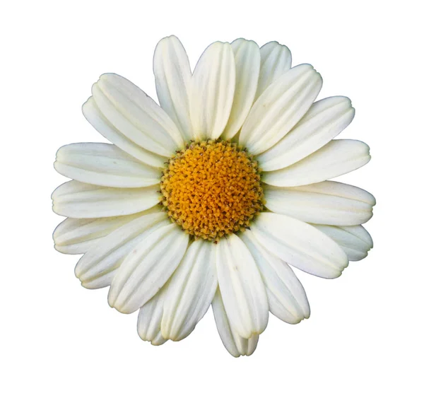 Fleur Marguerite Oculaire Leuchanthemum Vulgare Isolée Sur Fond Blanc Gros — Photo