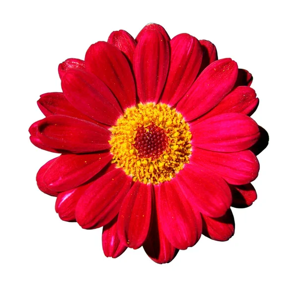 Красочный Красный Цветок Зинния Изолированы Белом Фоне Крупным Планом — стоковое фото