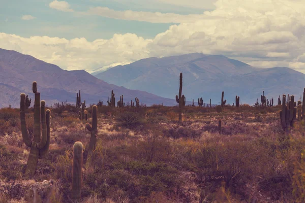 Kaktusy w północnej Argentynie — Zdjęcie stockowe