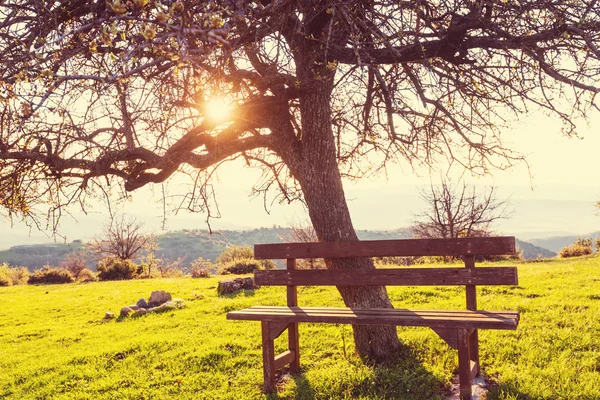 Gelassenheit Frühlingsgarten — Stockfoto