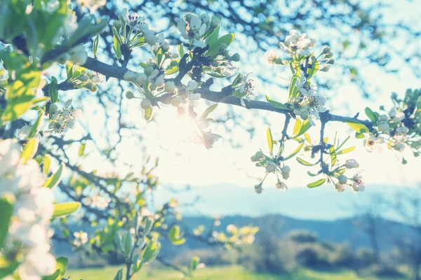 Ramo de cereja florescente — Fotografia de Stock