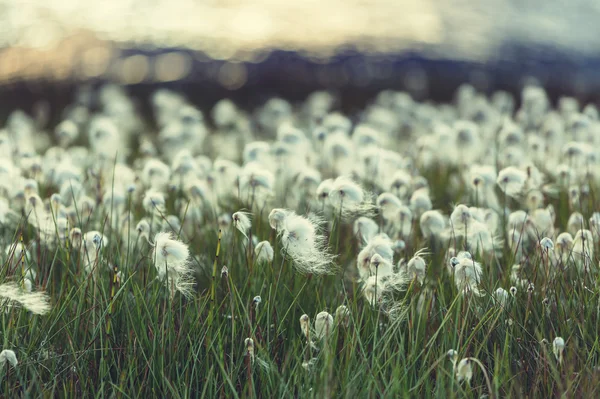 Flores de algodão ártico — Fotografia de Stock