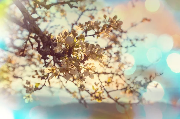 桜の枝が咲く — ストック写真