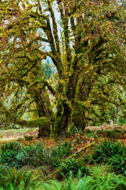 Rainforest yoğun bitki örtüsü ile