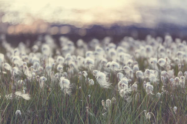 Arktické bavlny květiny — Stock fotografie