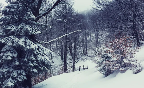 Bella foresta in inverno — Foto Stock