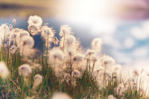 Arctic cotton flowers
