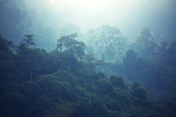 Brouillard au-dessus des jungles le matin — Photo
