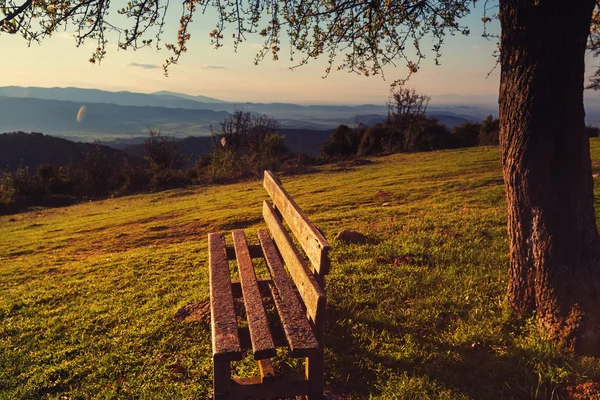 Spring tree and baench — Stock Photo, Image