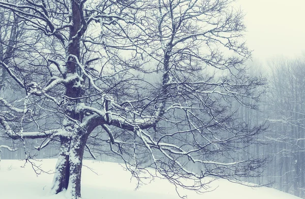 Kış ormanda — Stok fotoğraf