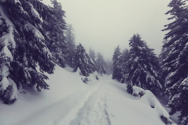 Belle forêt en hiver — Photo