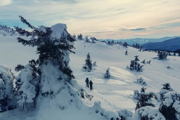 Montagne carpatiche coperte di neve — Foto Stock