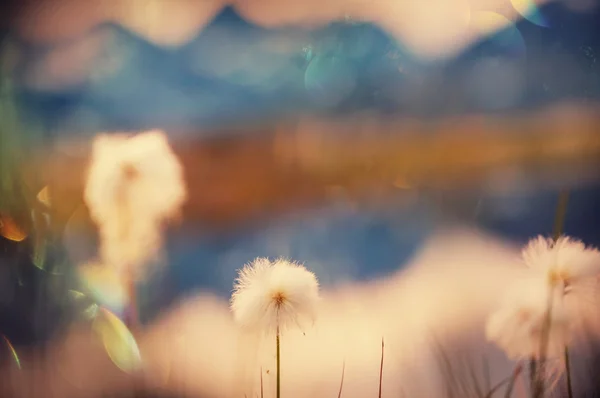 Fleurs de coton arctique — Photo