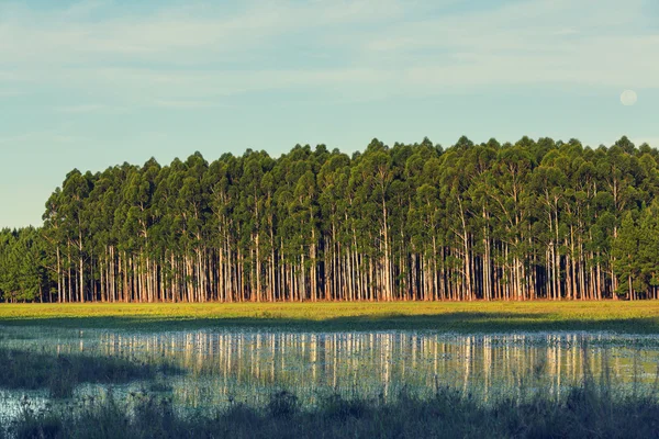 Regnskog med tät vegetation — Stockfoto