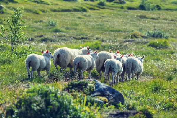 Näkymä lampaisiin kentällä — kuvapankkivalokuva