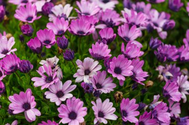 Küçük mor çiçekler