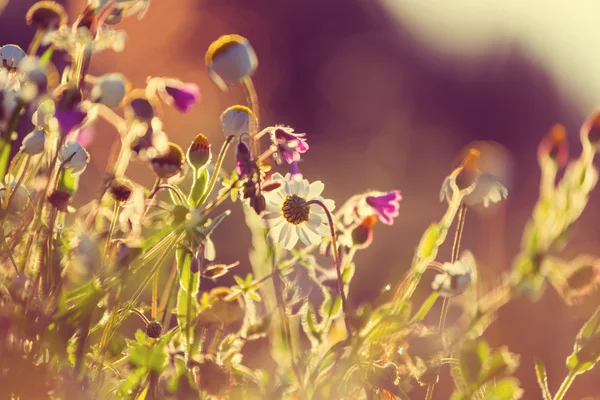 Wilde bloemen in het weiland — Stockfoto