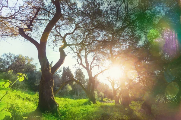 Оливковые деревья в саду — стоковое фото