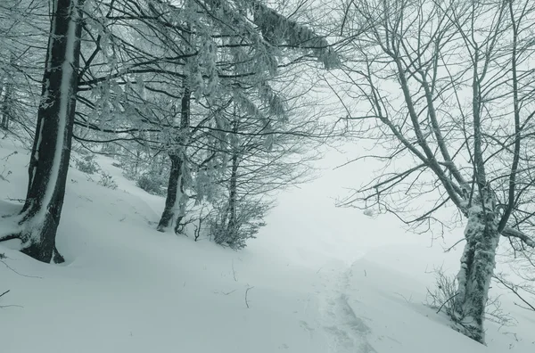 Schöner Winterwald — Stockfoto