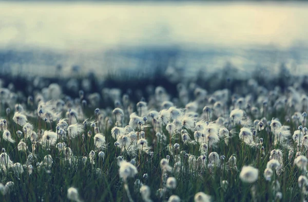 Арктичних бавовни квіти — стокове фото